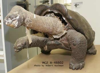 Media type: image; Herpetology R-46602